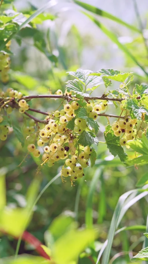 Ripe pale yellow currant clusters on leafy branch with soft daylight and gentle  Stock Footage 342055792