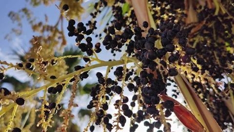 Ripe Palm Oil Fruit on Tree Stock Footage 304924422