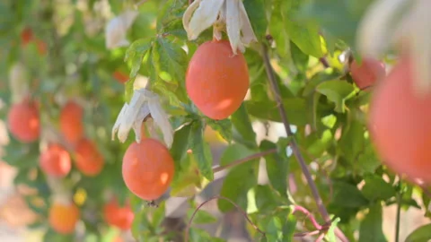 Ripe passion fruit or passiflora caerulea. Ripe bright fruits on a bush. Berries Stock Footage 201998619