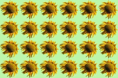 Ripe pattern of sunflowers used to make oil on green Stock Illustration