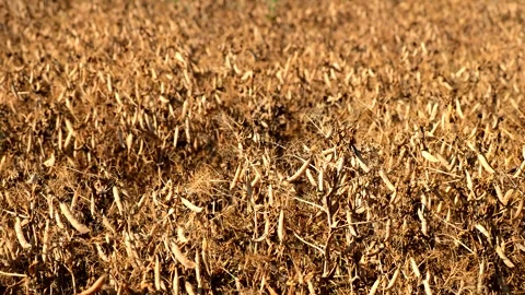 Ripe pea field ready to be harvested in summer Stock Footage 256239128