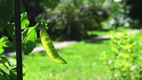 Ripe pea pod hanging from its vine, illuminated by sunlight in a vibrant garden Stock Footage 313594712