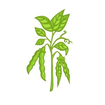 Ripe pea sprout with pods, vector cartoon illustration. Stock Illustration