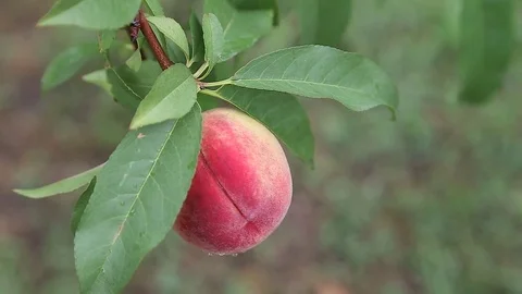 Ripe peach on a branch Stock Footage 75888081