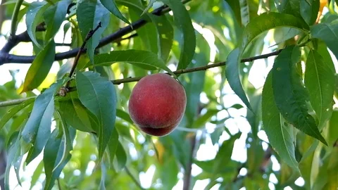 Ripe peach on a branch Stock Footage 77333163