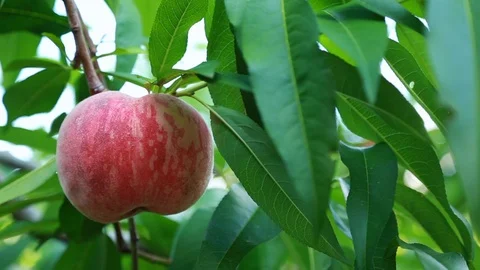 Ripe peach close-up. Stock Footage 92673701
