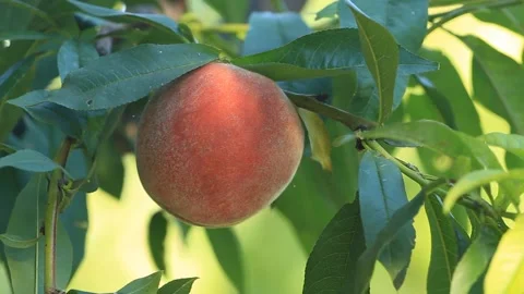 Ripe peach fruit grows on a tree Stock-Footage 97018121
