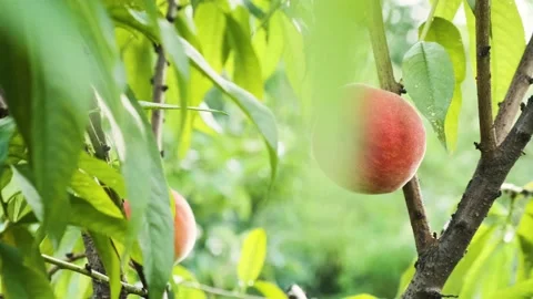 Ripe peach fruit hanging on a tree ready for harvesting. Organic food Stock Footage 204757366