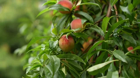 Ripe Peach Fruit on Tree in 4K | Fresh Organic Peaches Growing Naturally Stock Footage 310167649