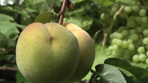 Ripe peach in the garden 스톡 동영상 7908022