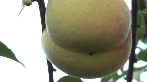 Ripe peach in the garden Stock Footage 7908035