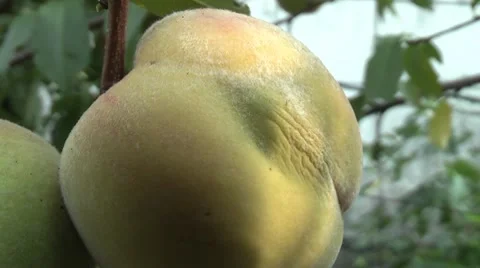 Ripe peach in the garden Stock Footage 7908047