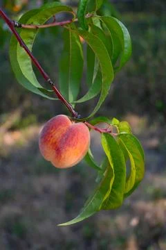 Ripe peach growing on a fruit tree branch Stock Photos
