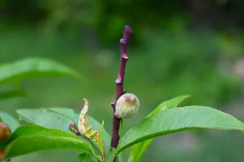 Ripe peach growing on tree, copy space Fotos Stock