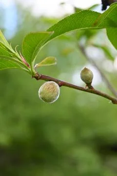 Ripe peach growing on tree, copy space Stock Photos