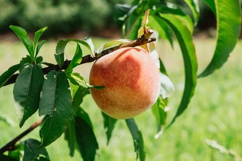 Ripe Peach Hanging on Tree Branch in Sunlit Orchard Stock Photos