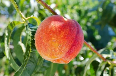 Ripe peach Foto stock