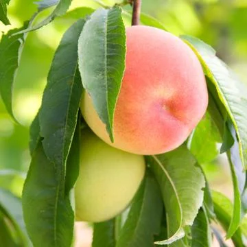 Ripe peach Stock Photos