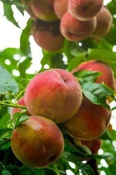 Ripe peach Stock Photos