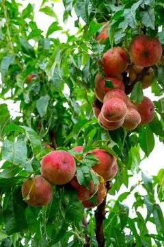 Ripe peach Foto stock