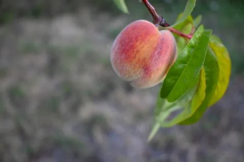 Ripe peach on tree branch Stock Photos