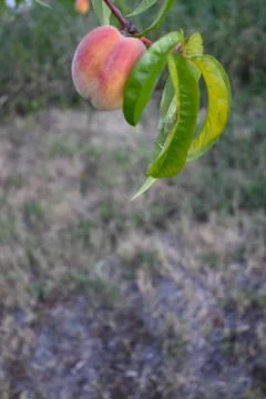 Ripe peach on a tree branch Stock Photos