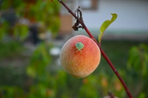 Ripe peach on tree branch Stock Photos