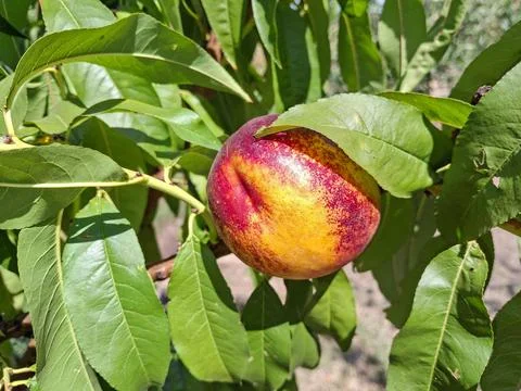 Ripe peach in the tree during the summer Photos