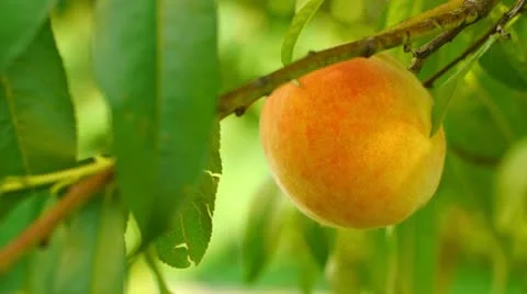 Ripe peach on the tree Stock Footage 11846223