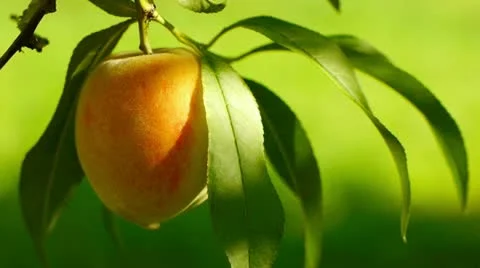 Ripe peach on the tree Stock Footage 11846226