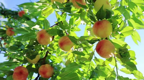 Ripe peach on a tree. Stock-Footage 52990340