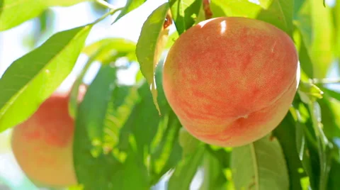 Ripe peach on a tree. Stock Footage 65517405