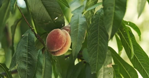 Ripe peach on the tree Stock Footage 279459688