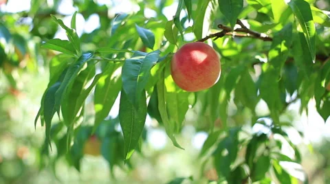 Ripe peach on a tree, pan. Stock Footage 53025461