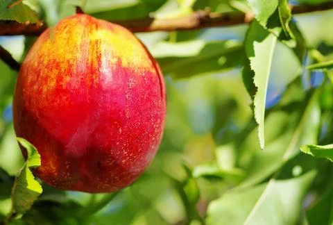 Ripe peach on tree Stock Photos