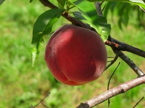 Ripe Peach on the Tree Stock Photos