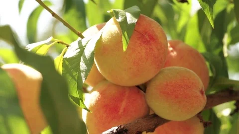 Ripe peaches on a branch Stock Footage 78793069