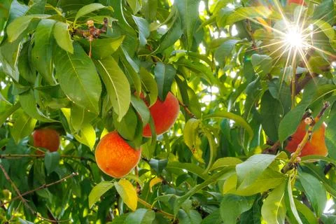 Ripe peaches on the branches of the tree in the rays of the rising sun Stock Photos
