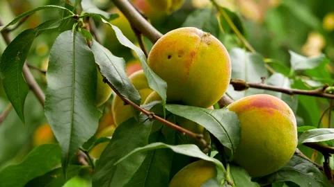 Ripe peaches growing on a summer tree. Stock Footage 340898217