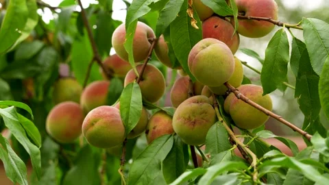 Ripe peaches growing on a summer tree. Stock Footage 340898316