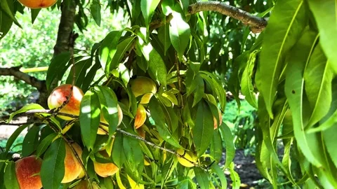 Ripe peaches growing on a tree with lush green leaves in bright sunlight Vídeo Stock 345896197