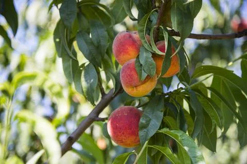 Ripe peaches on a tree branch Stock Photos