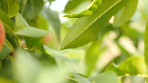 Ripe peaches on tree 库存影片 70203562