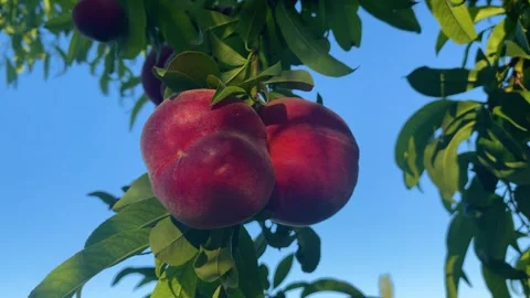 Ripe peaches on the tree Видео 278270950