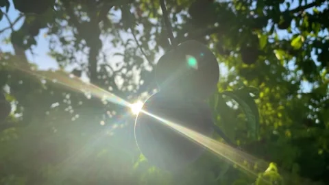 Ripe peaches on the tree 動画素材 278271514