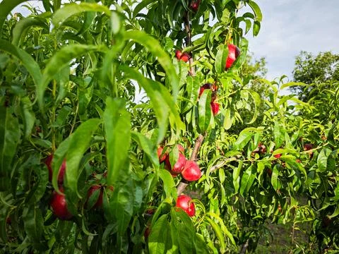 Ripe peaches on the tree Stock Photos