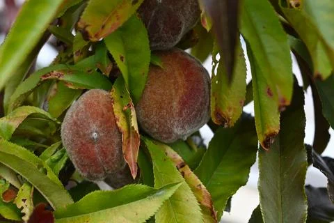 Ripe peaches on the tree Fotos de archivo