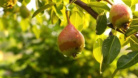 Ripe Pear with Dew Drops Hanging on Tree Branch in Warm Sunlight Orchard 4K.. Stock Footage 345748172