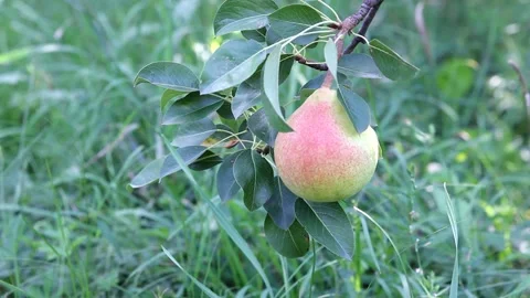 Ripe pear Stock Footage 236902178