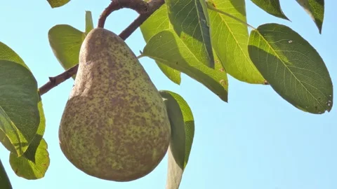 Ripe pear fruit on a branch close-up against a blue sky. Harvest time Video stock 208393968